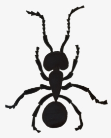 Illustration Of An Argentine Ant By Tikloh Bruno-basaing%2c - Silhouette, HD Png Download, Transparent PNG