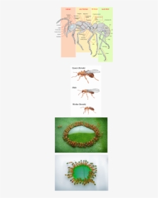 Picture - Ant Anatomy, HD Png Download, Transparent PNG