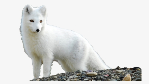 Arctic Fox Png - Arctic Cute Baby Fox, Transparent Png, Transparent PNG