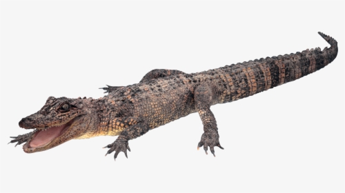 Crocodile, Gator Png - Alligator Transparent Background, Png Download, Transparent PNG