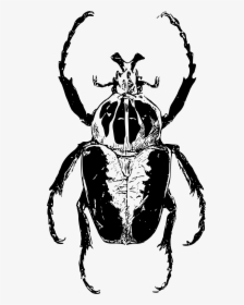 Transparent Beetle Clipart - African Beetle Drawing, HD Png Download, Transparent PNG