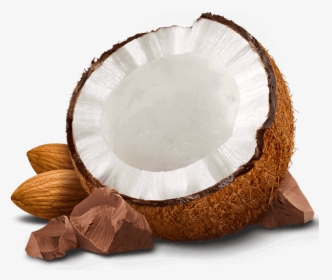 Png Almond Vector - Coconut And Almond Png, Transparent Png, Transparent PNG