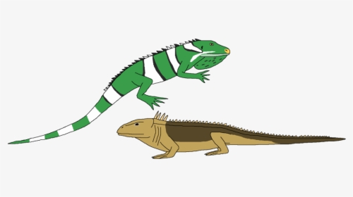 Iguana Clipart Real - Chameleon, HD Png Download, Transparent PNG