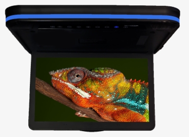 Cfd-158 - Chameleon 15 - - Computer Monitor, HD Png Download, Transparent PNG