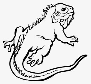 Chameleon Clipart Iguana - Iguana Clipart Black And White, HD Png Download, Transparent PNG