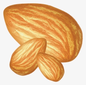 Almond, HD Png Download, Transparent PNG