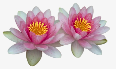 Water Lily Transparent Background, HD Png Download, Transparent PNG