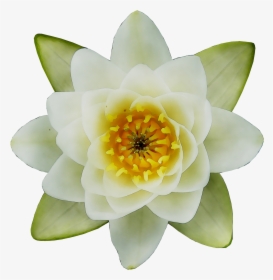 Transparent Water Plants Png - Top View Water Lily Png, Png Download, Transparent PNG