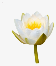Water Lily, Rose, Flower, Water Rose, Nuphar Lutea - White Water Lily Bud Png, Transparent Png, Transparent PNG