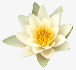Water Lilies Nelumbo Nucifera Flower, HD Png Download, Transparent PNG