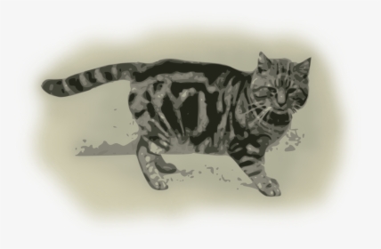 Felidae,bengal,tail - Grey And Black Tortoiseshell Cat, HD Png Download, Transparent PNG