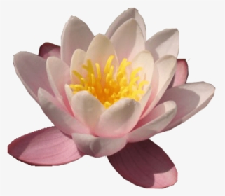 Lily Transparent Waterlily - Water Lily, HD Png Download, Transparent PNG