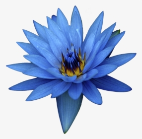 Real Blue Lotus Flower, HD Png Download, Transparent PNG