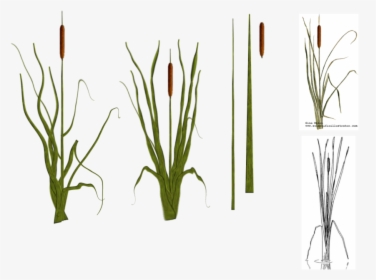 Cat Tail Plants By Tyke - Cat Tail Plant Png, Transparent Png, Transparent PNG