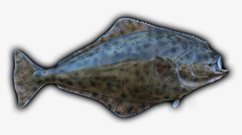 Clip Art Freeuse Stock Barracuda Drawing Mullet Fish - Halibut, HD Png Download, Transparent PNG