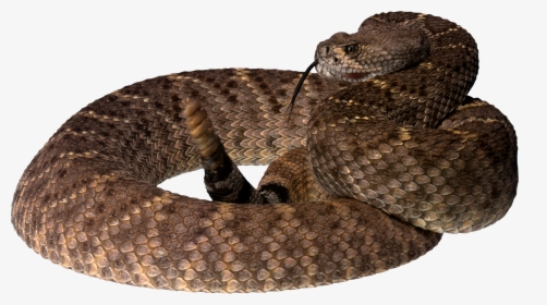 Now You Can Download Snake Png - Brown Tree Snake Png, Transparent Png, Transparent PNG
