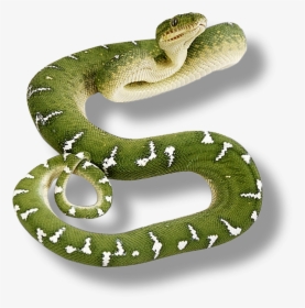 Clip Art Green Viper Snake - Transparent Background Snake Png, Png Download, Transparent PNG