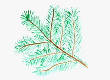 Pine Branch Watercolor Isolated Handpainted Comic - Pine Watercolor Png, Transparent Png, Transparent PNG