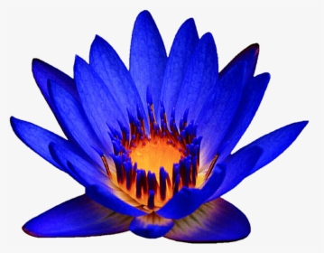 Ocean Blue Waterlily By Jeanicebartzen27 Ocean Blue - Blue Water Lily Clipart, HD Png Download, Transparent PNG