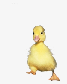 Seaduck, HD Png Download, Transparent PNG