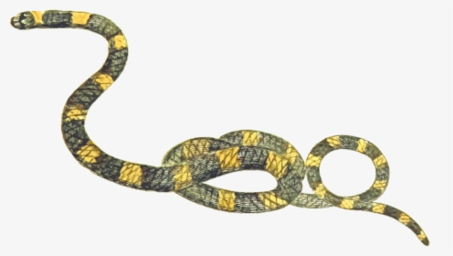 Transparent Reptiles Clipart - Free Clipart Snake, HD Png Download, Transparent PNG