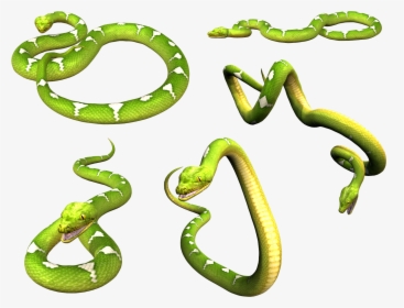 Snake Png Image Picture Download Free - Portable Network Graphics, Transparent Png, Transparent PNG
