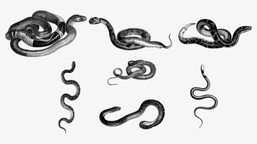 Snakes, Animals, Line Art, Serpents, Vipers, Vintage - Python, HD Png Download, Transparent PNG