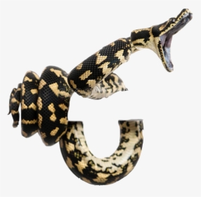 Snakes Coiled Striking Boaconstri - Morelia Spilota Cheynei, HD Png Download, Transparent PNG