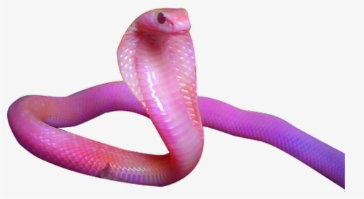 Pink Snake Tumblr Cobra Aesthetic - Pink Snake Png, Transparent Png, Transparent PNG