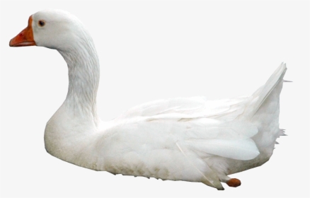 Swan Png Photos Swan With Water Png - Swan .png, Transparent Png, Transparent PNG