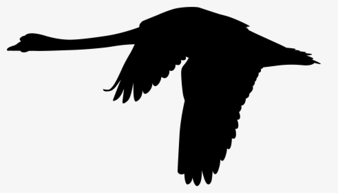 Mute Swan Flight Silhouette Clip Art - Flying Black Swan Bird, HD Png Download, Transparent PNG