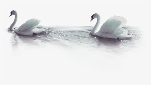 Duck Beak Wallpaper - Tundra Swan, HD Png Download, Transparent PNG