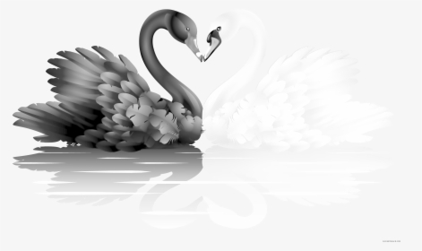 Transparent Goose Clipart Black And White - White And Black Swan, HD Png Download, Transparent PNG