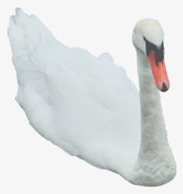 Flying Swan With Transparent Background, HD Png Download, Transparent PNG