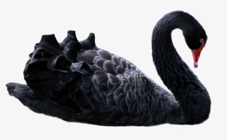 Black Swan Png, Transparent Png, Transparent PNG