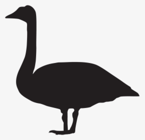 Transparent Birdhouse Clipart Black And White - Trumpeter Swan Silhouette, HD Png Download, Transparent PNG
