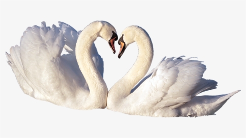 Trumpeter-swan - Love Birds Png File, Transparent Png, Transparent PNG