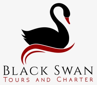 Black Swan , Png Download - Black Swan, Transparent Png, Transparent PNG