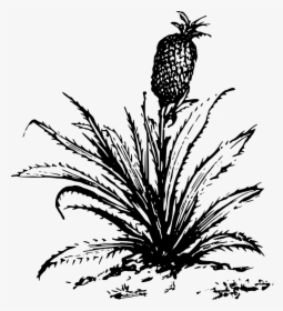 Pineapple Drawing Cartoon Plants - Big Plants Clip Art Black And White, HD Png Download, Transparent PNG