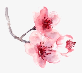 Watercolor Painting Pink - Cherry Blossom Fragrance Watercolor Art Print Painting, HD Png Download, Transparent PNG