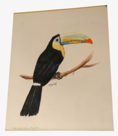 Toucan - Tucan Colored Pencil Drawings, HD Png Download, Transparent PNG