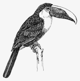 Toucan Black And White, HD Png Download, Transparent PNG