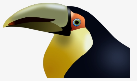 Toucan, Bird, Tropical, Colorful, Animal, Exotic - Beak Of Birds Cartoons, HD Png Download, Transparent PNG