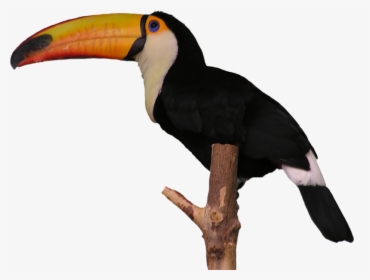 Aves Toucan - Tucan Png, Transparent Png, Transparent PNG