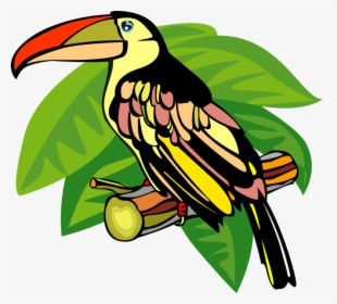 Vector Illustration Of Toucan Bird With Large Beak - Toucan, HD Png Download, Transparent PNG