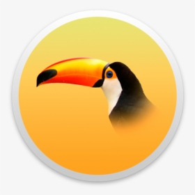 Transparent Background Toucan Png, Png Download, Transparent PNG