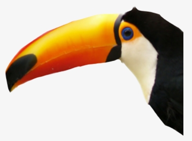 #toucan #bird #sticker - Tucan Png, Transparent Png, Transparent PNG