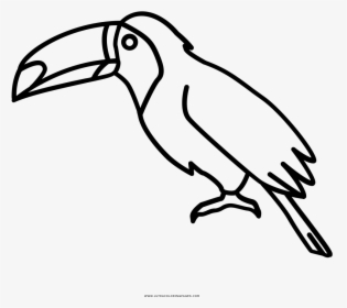 Toucan Coloring Page - Toucan, HD Png Download, Transparent PNG