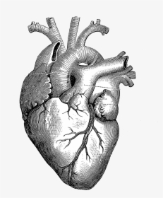 Drawing Anatomy Heart Diagram - Heart Anatomy Drawing, HD Png Download, Transparent PNG