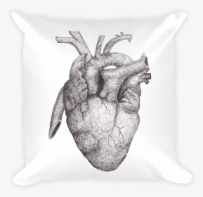 Transparent Anatomical Heart Png - Fall Of Hearts Cd, Png Download, Transparent PNG